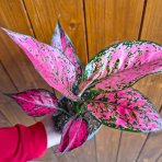 Aglaonéma (Aglanoema) ´SPICY PINK’ - výška 20-25 cm, kont. C1L